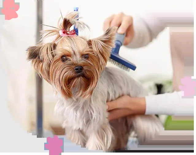 Le Pet Salon & Boutique, North Miami / North Miami Beach